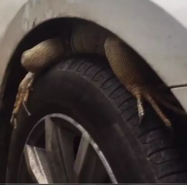 Otomobilin ön tekerine giren iguana, güçlükle çıkarıldı