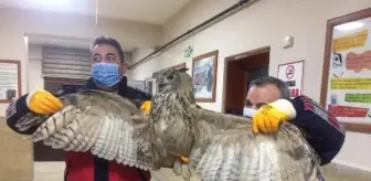 Soğuktan bitkin düşen puhu kuşu, 2 bina arasına sığındı