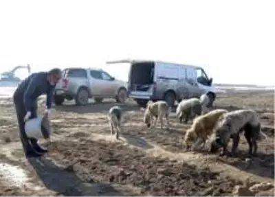 Kısıtlama öncesi sokak hayvanları için yemleme çalışması yapıldı