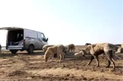 Kısıtlama öncesi sokak hayvanları için yemleme çalışması yapıldı