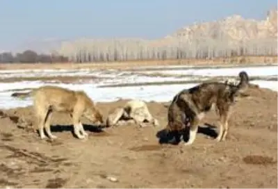 Kısıtlama öncesi sokak hayvanları için yemleme çalışması yapıldı