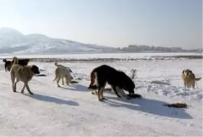 Kısıtlama öncesi sokak hayvanları için yemleme çalışması yapıldı
