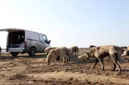 Son dakika haberi: Van'da, kısıtlama öncesi sokak hayvanları unutulmadı