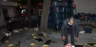 Yardımlarla evinde 200 kedi besliyor