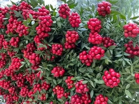 Yılbaşı çiçeği 'kokina'ya yoğun talep - Haberler