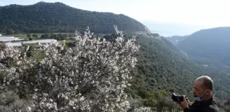 Azgan ağaçları, kış ortasında çiçek açtı
