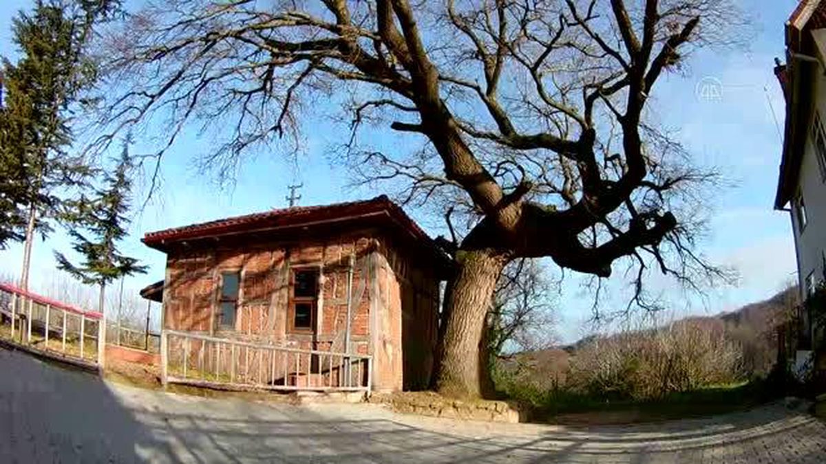 Çınarın gölgelediği küçük Osmanlı mescidi bir asırdır ayakta