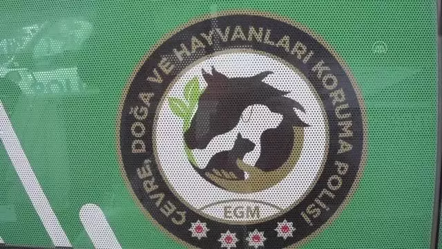 Son dakika haberi! GÜMÜŞHANE - Sokağa çıkma kısıtlamasında sokak hayvanlarını polisler besliyor Son dakika haberi! GÜMÜŞHANE - Sokağa çıkma kısıtlamasında sokak hayvanlarını polisler besliyor