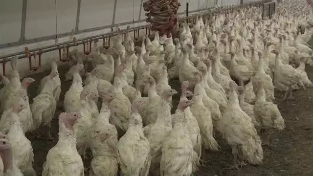 Manisa, hindi ve piliçte yaklaşık 30 milyon besi kapasitesine ulaştı Manisa, hindi ve piliçte yaklaşık 30 milyon besi kapasitesine ulaştı