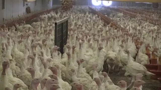 Manisa, hindi ve piliçte yaklaşık 30 milyon besi kapasitesine ulaştı Manisa, hindi ve piliçte yaklaşık 30 milyon besi kapasitesine ulaştı
