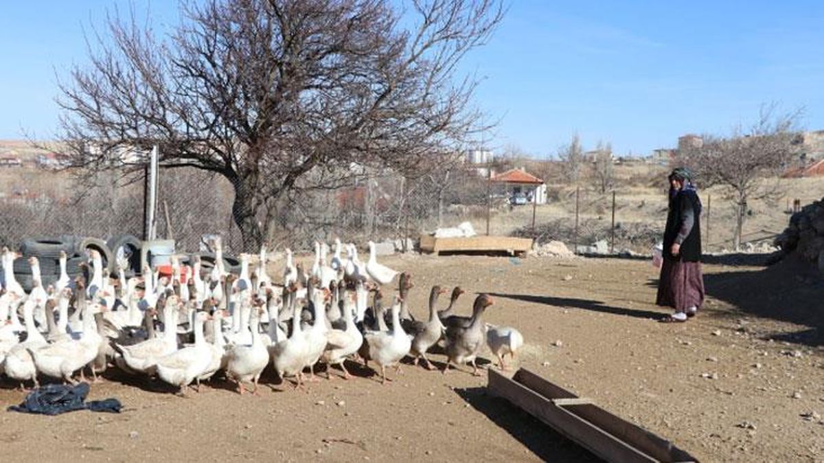 Oğlunun aldığı 5 kazdan 500 kaza ulaşan kadın kendi işinin patronu oldu! Şimdi yurdun dört bir yanına gönderiyor