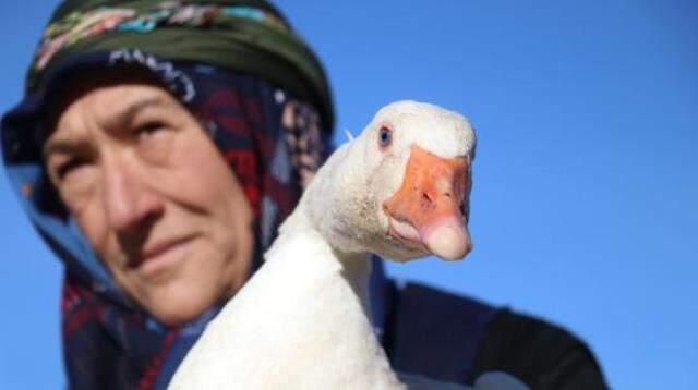 Oğlunun aldığı 5 kazdan 500 kaza ulaşan kadın kendi işinin patronu oldu! Şimdi yurdun dört bir yanına gönderiyor Oğlunun aldığı 5 kazdan 500 kaza ulaşan kadın kendi işinin patronu oldu! Şimdi yurdun dört bir yanına gönderiyor