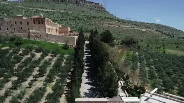 Tarihi manastırda yetiştirilen zeytinler ödüllü zeytinyağına dönüşüyor Tarihi manastırda yetiştirilen zeytinler ödüllü zeytinyağına dönüşüyor