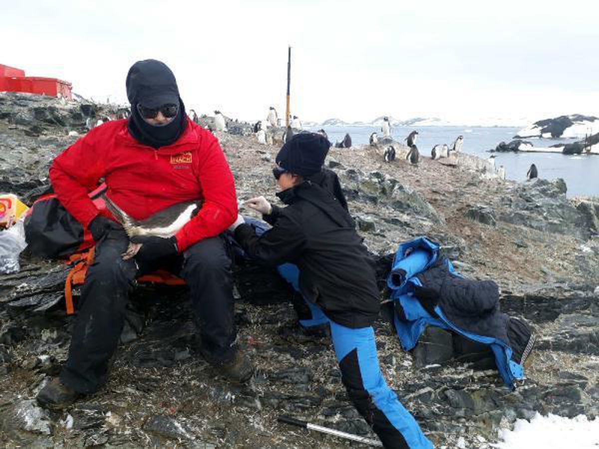 Türk profesör Antarktika seferinde penguene ait 5 bakteri keşfetti