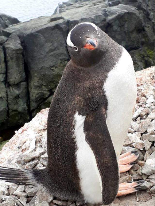 Türk profesör Antarktika seferinde penguene ait 5 bakteri keşfetti