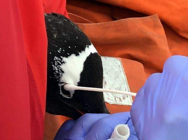 Türk profesör Antarktika seferinde penguene ait 5 bakteri keşfetti