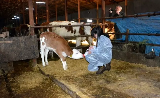 12 yaşındaki kız çocuğu, biriktirdiği harçlıklarla 3 buzağı alıp çiftçiliğe atıldı 12 yaşındaki kız çocuğu, biriktirdiği harçlıklarla 3 buzağı alıp çiftçiliğe atıldı
