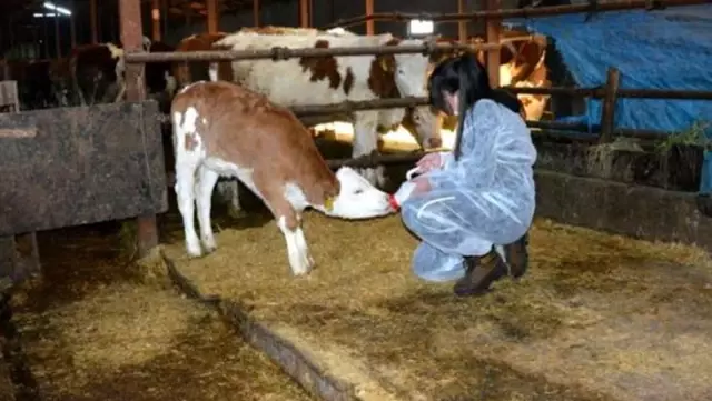 12 yaşındaki kız çocuğu, biriktirdiği harçlıklarla 3 buzağı alıp çiftçiliğe atıldı 12 yaşındaki kız çocuğu, biriktirdiği harçlıklarla 3 buzağı alıp çiftçiliğe atıldı