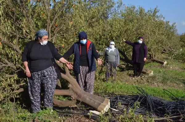 Arazideki 1000'in üzerinde ağaç kesilince, mirasçı kardeşler nöbete başladı Arazideki 1000'in üzerinde ağaç kesilince, mirasçı kardeşler nöbete başladı