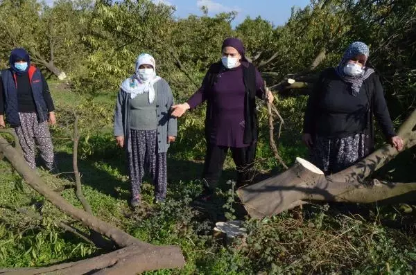 Arazideki 1000'in üzerinde ağaç kesilince, mirasçı kardeşler nöbete başladı Arazideki 1000'in üzerinde ağaç kesilince, mirasçı kardeşler nöbete başladı