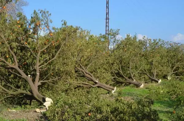 Arazideki 1000'in üzerinde ağaç kesilince, mirasçı kardeşler nöbete başladı Arazideki 1000'in üzerinde ağaç kesilince, mirasçı kardeşler nöbete başladı