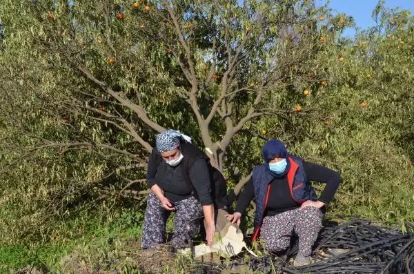 Arazideki 1000'in üzerinde ağaç kesilince, mirasçı kardeşler nöbete başladı Arazideki 1000'in üzerinde ağaç kesilince, mirasçı kardeşler nöbete başladı