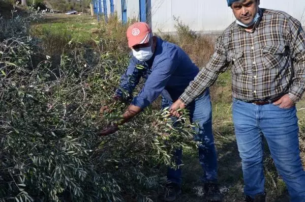 Arazideki 1000'in üzerinde ağaç kesilince, mirasçı kardeşler nöbete başladı Arazideki 1000'in üzerinde ağaç kesilince, mirasçı kardeşler nöbete başladı