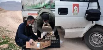 Bahçesine bırakılan 1'i ölü, 11 köpek yavrusu buldu