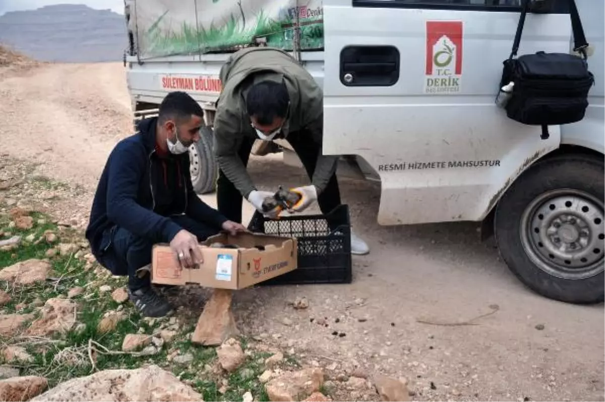 Bahçesine bırakılan 1'i ölü, 11 köpek yavrusu buldu