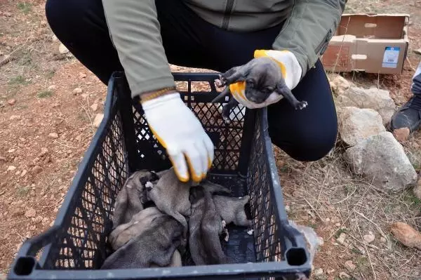 Bahçesine bırakılan 1'i ölü, 11 köpek yavrusu buldu Bahçesine bırakılan 1'i ölü, 11 köpek yavrusu buldu