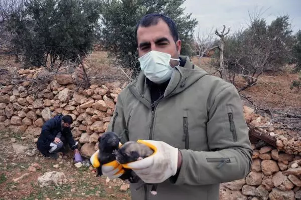Bahçesine bırakılan 1'i ölü, 11 köpek yavrusu buldu Bahçesine bırakılan 1'i ölü, 11 köpek yavrusu buldu