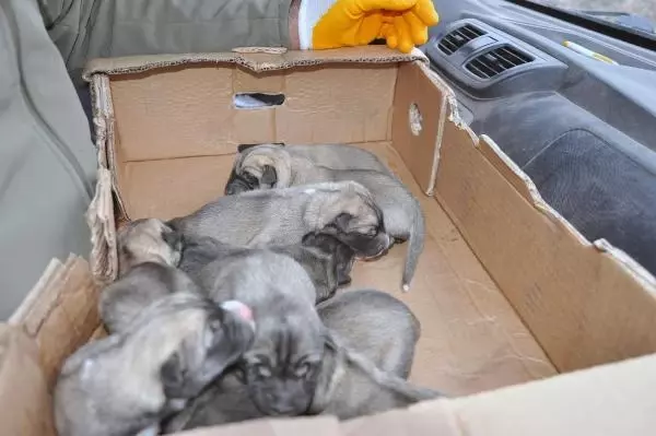 Bahçesine bırakılan 1'i ölü, 11 köpek yavrusu buldu Bahçesine bırakılan 1'i ölü, 11 köpek yavrusu buldu