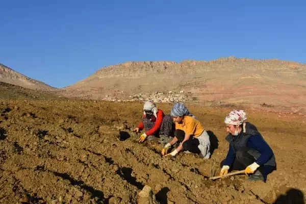 Dargeçit'te lavanta dikimine başladı Dargeçit'te lavanta dikimine başladı