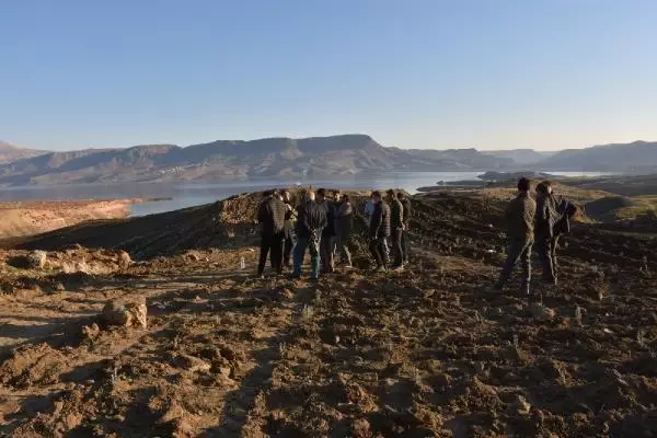 Dargeçit'te lavanta dikimine başladı Dargeçit'te lavanta dikimine başladı