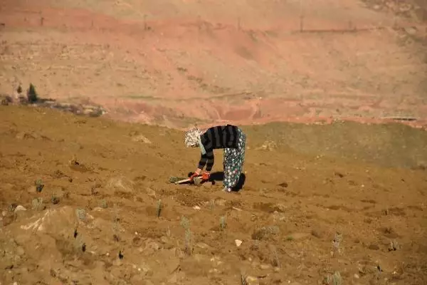 Dargeçit'te lavanta dikimine başladı Dargeçit'te lavanta dikimine başladı