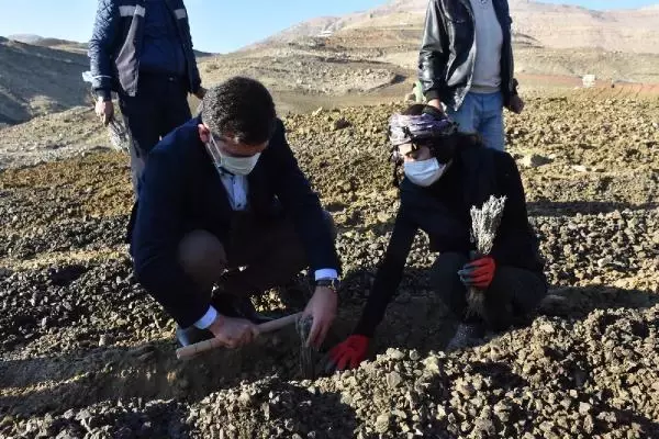 Dargeçit'te lavanta dikimine başladı Dargeçit'te lavanta dikimine başladı