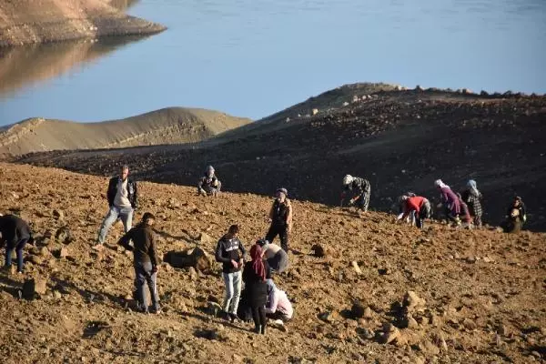 Dargeçit'te lavanta dikimine başladı Dargeçit'te lavanta dikimine başladı