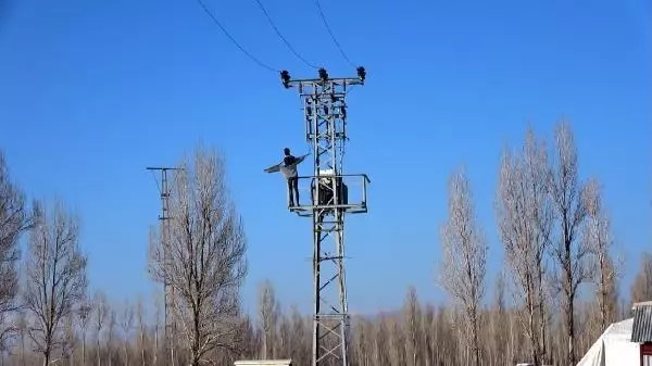 Kuşların elektrik akımına kapılmaması için trafo direğine cansız manken koydular Kuşların elektrik akımına kapılmaması için trafo direğine cansız manken koydular