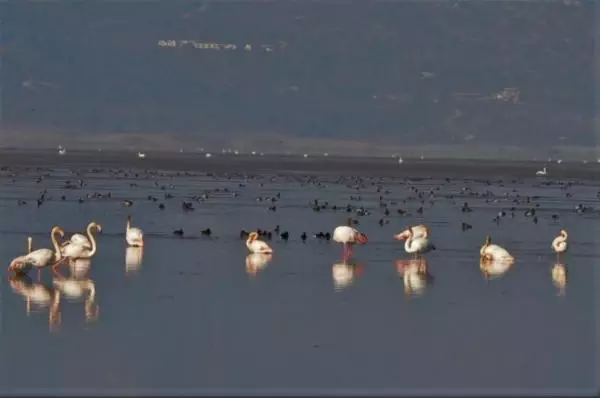 Manisa'nın 'kuş cenneti' Marmara Gölü'nden göç