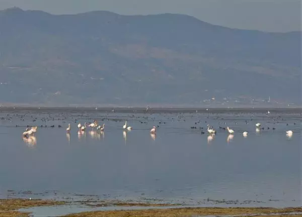 Manisa'nın 'kuş cenneti' Marmara Gölü'nden göç