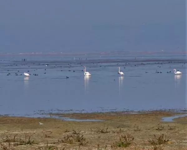 Manisa'nın 'kuş cenneti' Marmara Gölü'nden göç