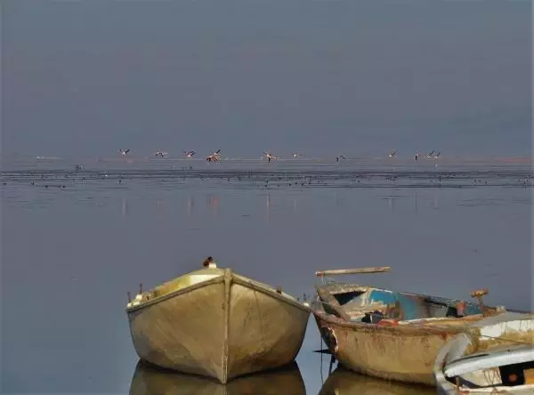 Manisa'nın 'kuş cenneti' Marmara Gölü'nden göç