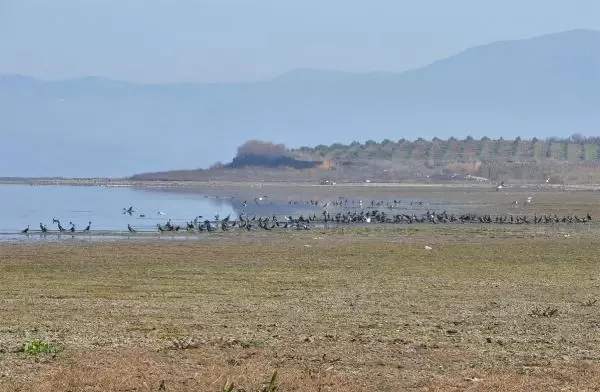 Manisa'nın 'kuş cenneti' Marmara Gölü'nden göç