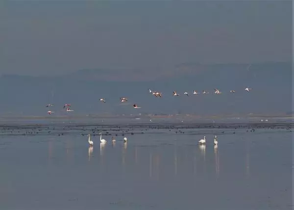 Manisa'nın 'kuş cenneti' Marmara Gölü'nden göç