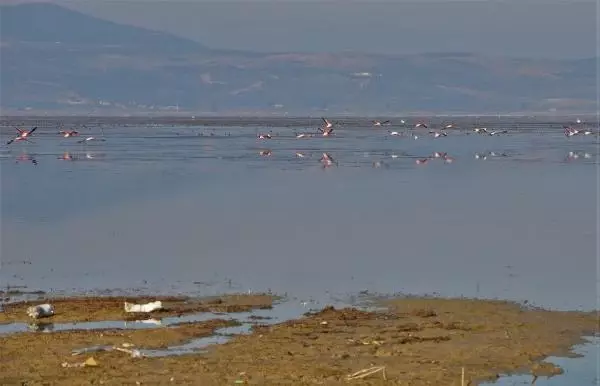 Manisa'nın 'kuş cenneti' Marmara Gölü'nden göç