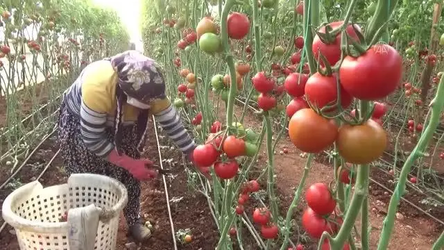 Seralarda domates hasadı sürüyor