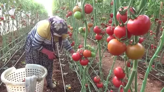 Seralarda domates hasadı sürüyor