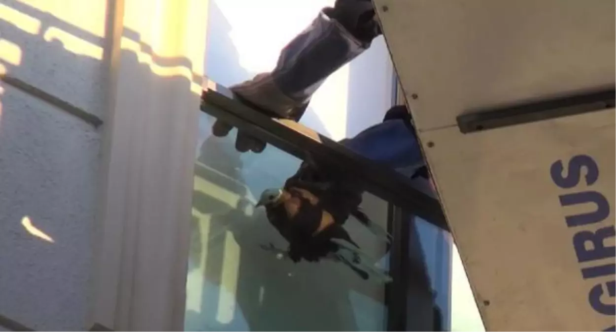 Silivri'de pencere korkuluklarına sıkışan güvercini itfaiye ekipleri kurtardı