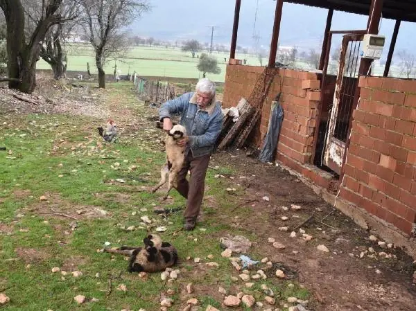 Sokak köpekleri, ağıldaki 63 koyun ve kuzuyu telef etti Sokak köpekleri, ağıldaki 63 koyun ve kuzuyu telef etti