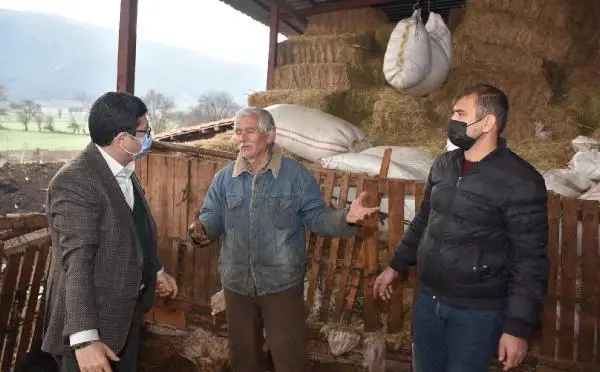 Sokak köpekleri, ağıldaki 63 koyun ve kuzuyu telef etti Sokak köpekleri, ağıldaki 63 koyun ve kuzuyu telef etti